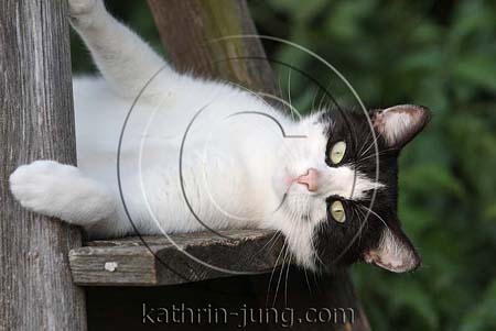 schwarz weiße Katze schwarz weiße Katze