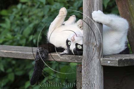 Katze liegt witzig Katze liegt witzig