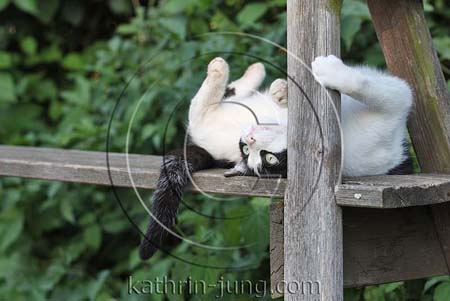 Katze liegt witzig Katze liegt witzig