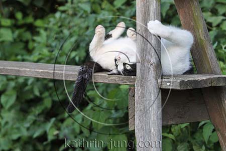 Europäisch Kurzhaar Katze schwarz weiß Europäisch Kurzhaar Katze schwarz weiß