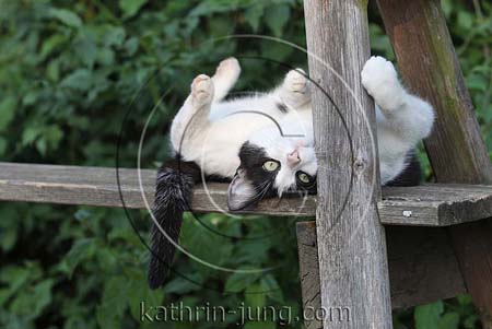 Katze witzig Katze witzig