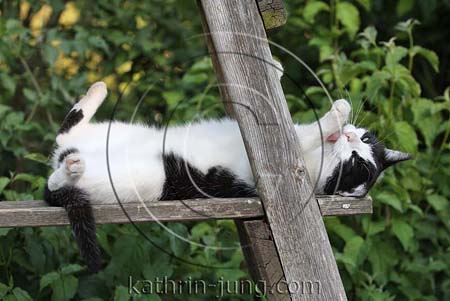 Katze putzt sich auf Rücken liegend