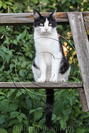 Hauskatze schwarz weiß