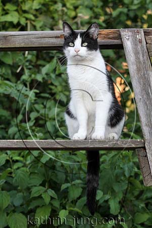 Hauskatze im Garten
