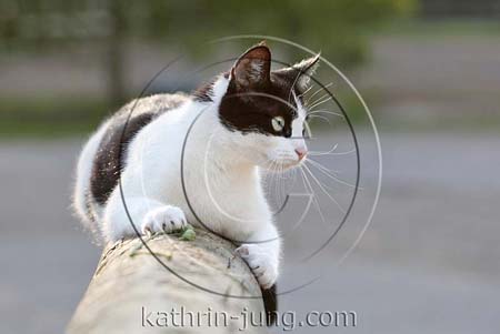 Europäisch Kurzhaarkatze Europäisch Kurzhaarkatze