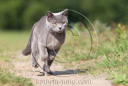 Katze Galopp Action Karthäuser Katze Galopp Action Karthäuser