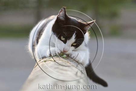 Katze spielt mit Grashalm Katze spielt mit Grashalm