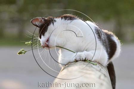 Katze spielt witzig