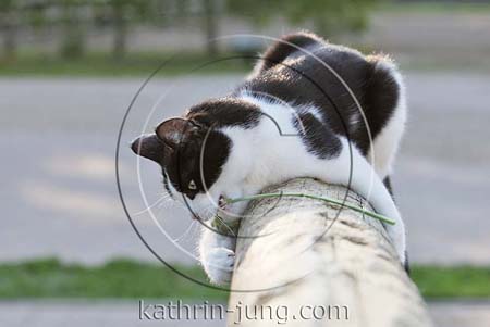 Katze auf Balken mit Grashalm Katze auf Balken mit Grashalm