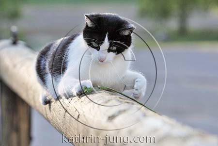Katze auf Balken Katze auf Balken