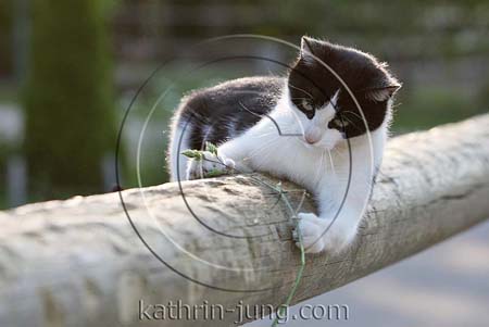 Hauskatze auf Balken spielt