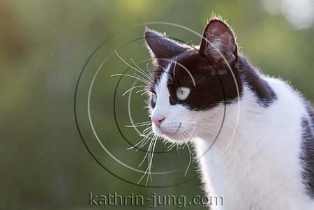 Portrait Hauskatze schwarz weiss