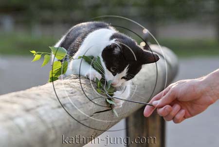Katze spielt auf Balken mit Zweig