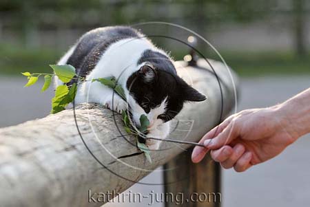 Katze spielt