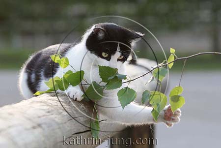 Katze spielt mit Zweig