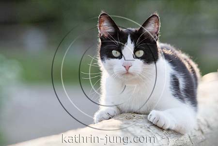 Hauskatze auf Balken Hauskatze auf Balken