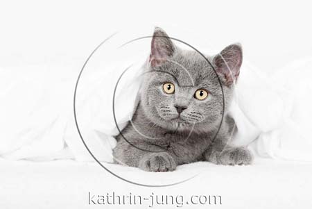 Kartäuser unter Decke Kitten BKH blue