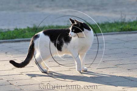 Hauskatze im Gegenlicht Hauskatze im Gegenlicht