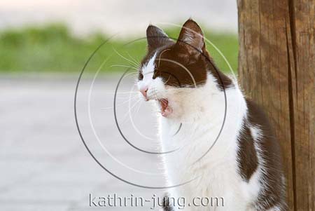 Katze gähnt