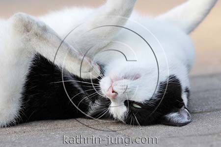 Katze scharrt sich