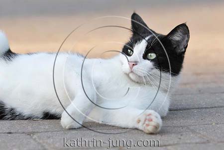 Hauskatze liegt herum Hauskatze liegt herum
