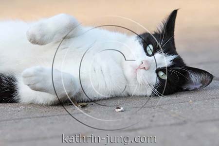 Katze Hauskatze Katze Hauskatze