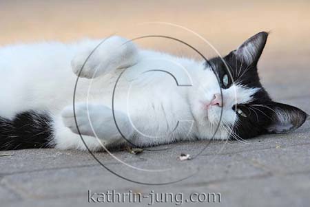 Hauskatze outdoor Hauskatze outdoor