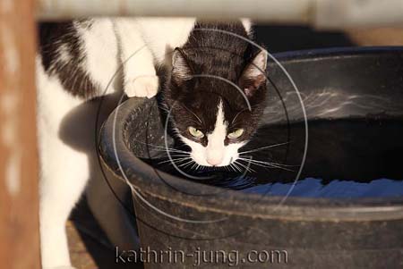 Katze trinkt Katze trinkt