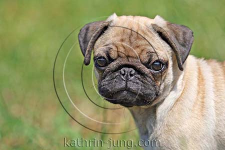 Mops Portrait Mops Portrait