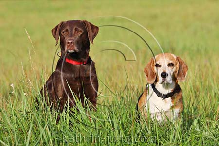 Labrador und Beagle Labrador und Beagle