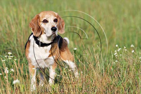 Beagle auf Wiese Beagle auf Wiese
