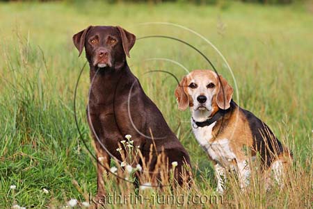 Labi und Beagle auf Wiese Labi und Beagle auf Wiese