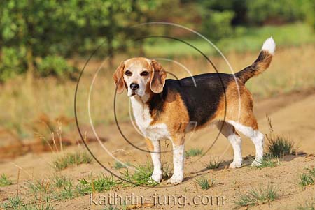 Beagle outdoor
