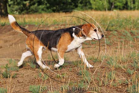 Beagle trabt