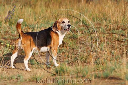 Beagle aufmerksam