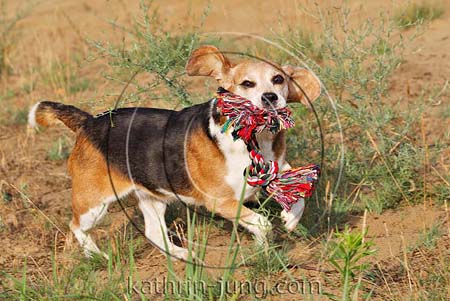 Senior Beagle spielt