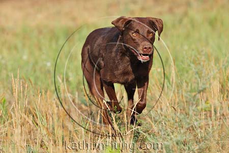 Labrador rennt Labrador rennt