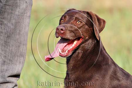 Labrador Portrait