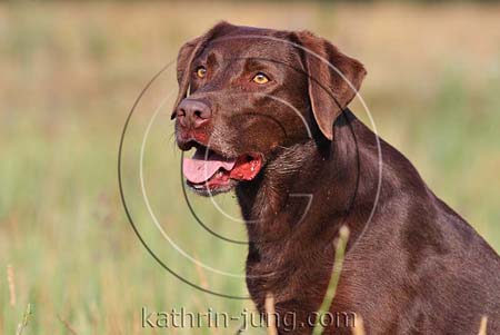 Portrait Labrador