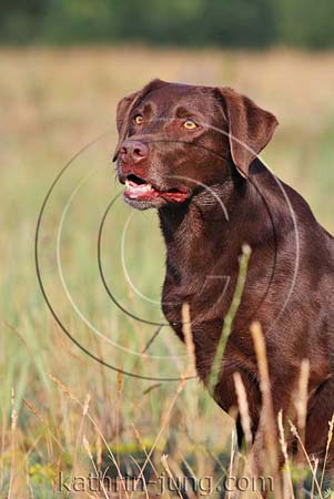 Labrador 