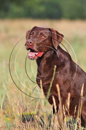 Labrador brauner