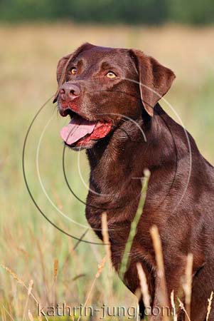 Labrador Wiese verdörrtes Gras