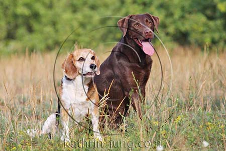 Beagle und Labrador 