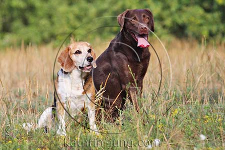 2 Hunde im Gras