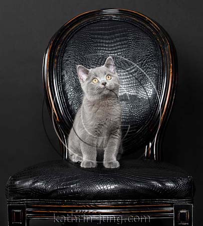 Kitten BKH Kartäuser af Stuhl