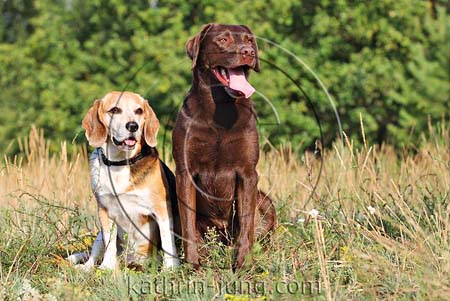 Labrador und Beagle