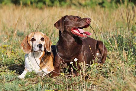 Beagle und Labrador im Gras