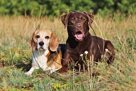 Hunde im Platz