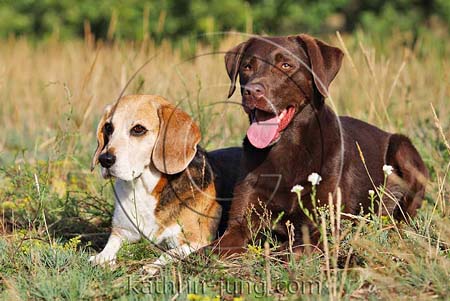 2 Hunde im Platz auf Wiese