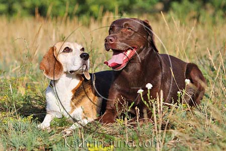 Labrador und Beagle 